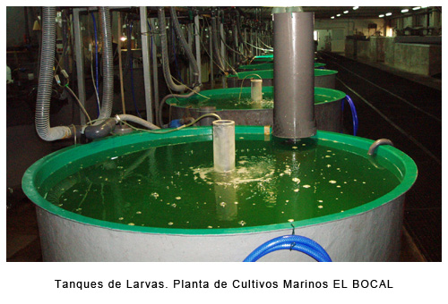 acuicultura-ieo-santander-tanques-larvas